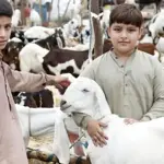 Five-day Eid-ul-Azha holidays announced for schools in Balochistan