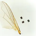 Researchers unveil microrobot that can sense, think, and act on its own