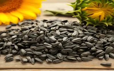Health benefits of sunflower seeds
