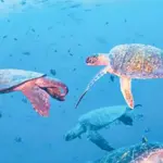 Pakistani govt announce 90 Million PKR Project Launched to protect sea turtles