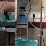 Rat attacks two infants in Indian govt hospital