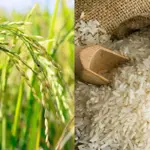 New Hybrid rice developed in Pakistan to boost Yields upto 3x, A milestone for farmers