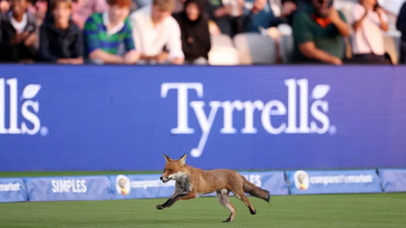 Wild fox disrupts match at Lord’s Cricket ground