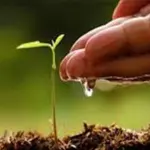 Governor Kundi launches monsoon tree plantation campaign