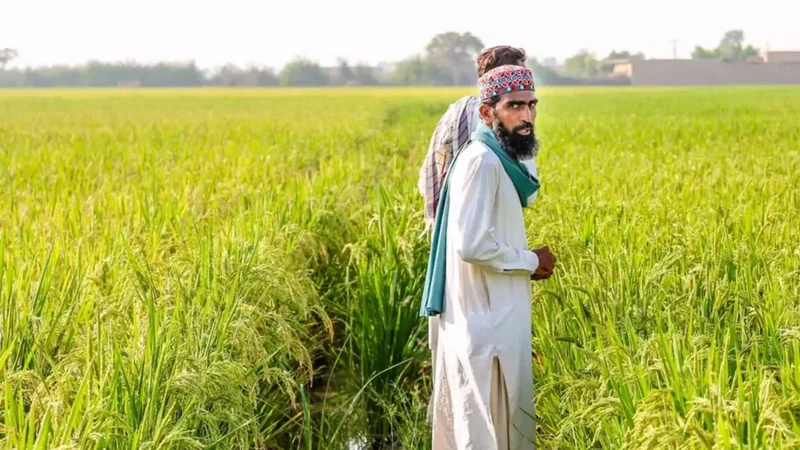 Punjab Announces Rs100 Billion Interest-Free Loan Scheme for Farmers