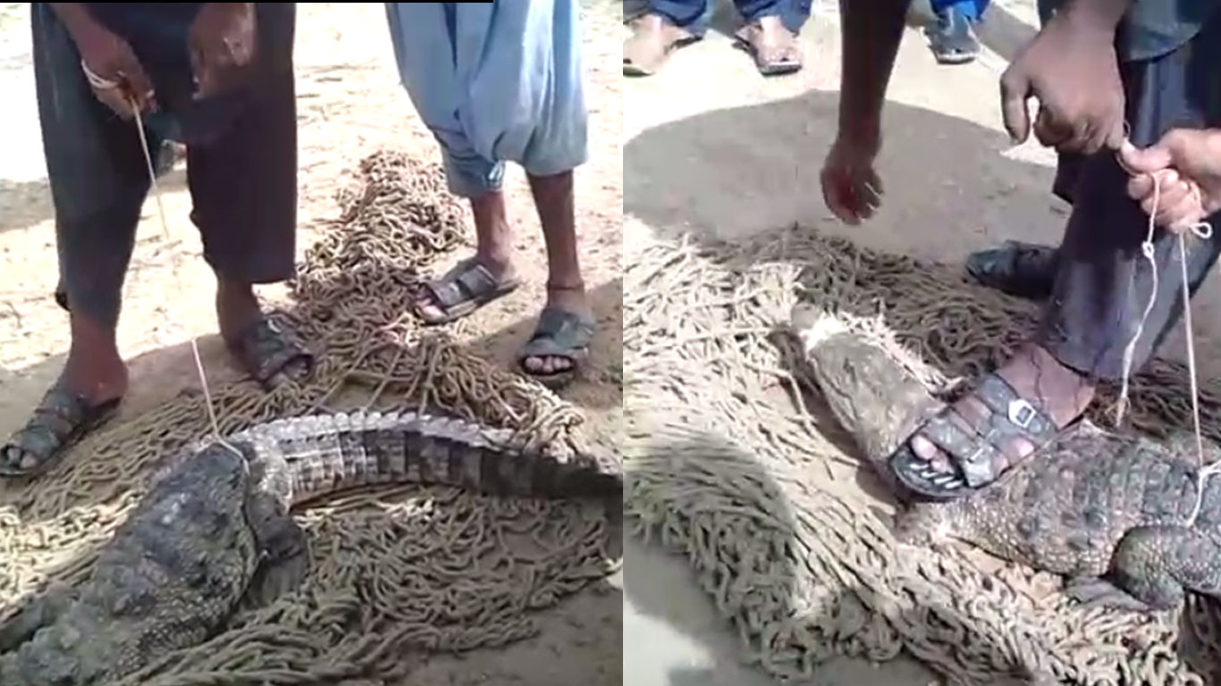 Crocodile in Steel town