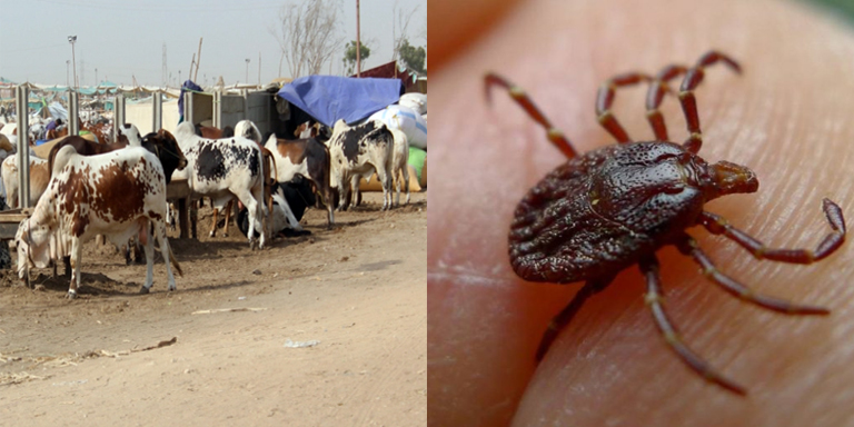 Congo Virus