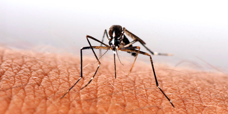 Dengue overall