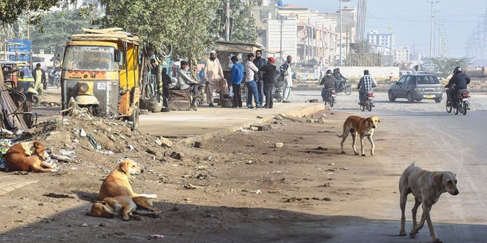 Increased incidence of dog bites in Sindh