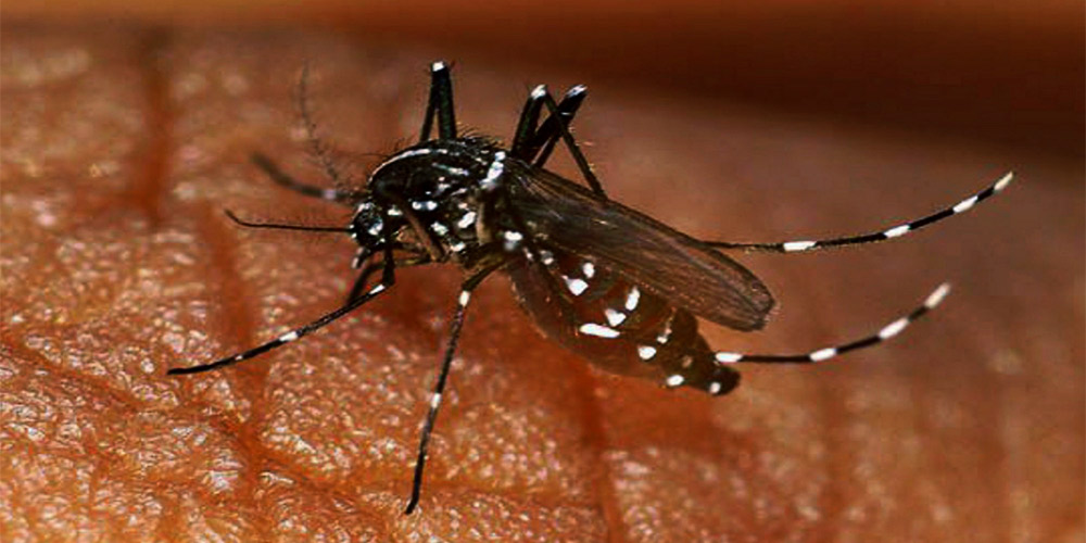dengue increases in pakistan