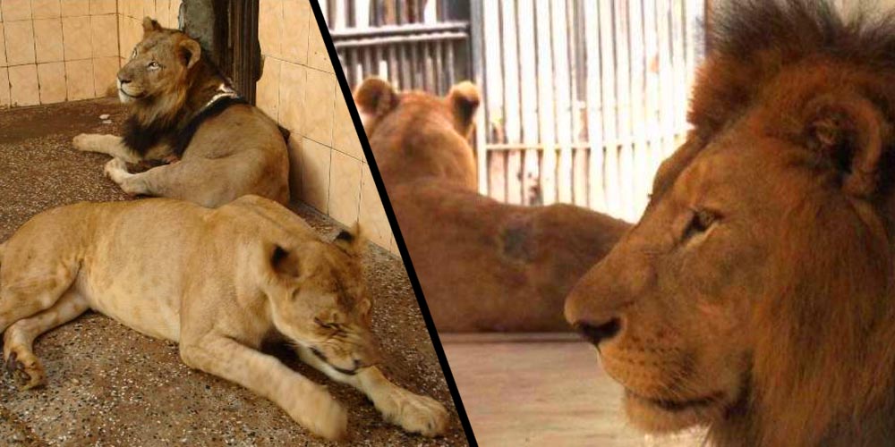Bahawalpur Lion- Zoo- Generic