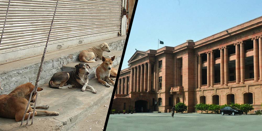 SHC lashes out at govt over shortage of dog-bite vaccine