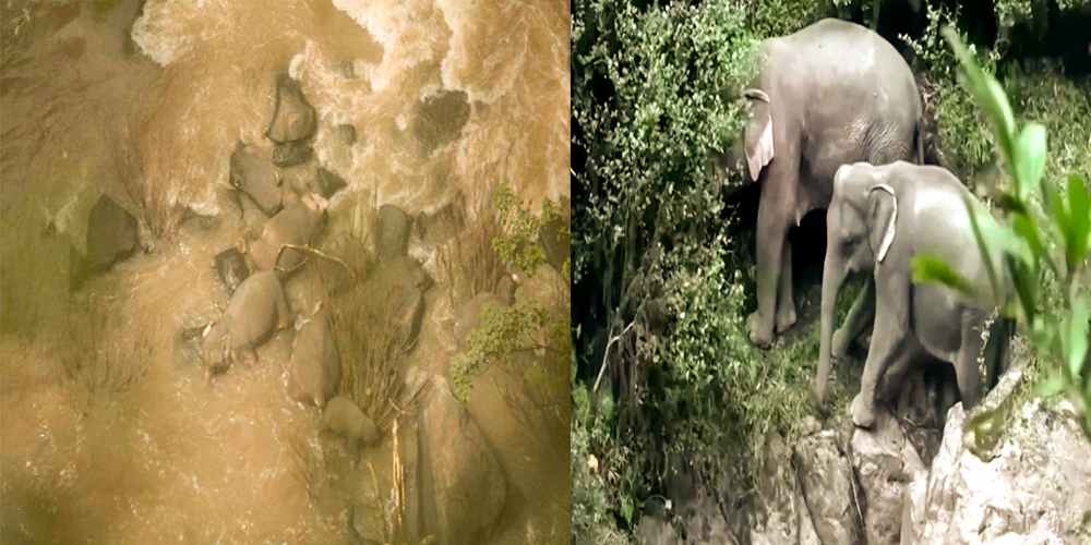 Six elephants die after plunging over a waterfall in Thailand Read more at https://www.todayonline.com/world/six-elephants-die-after-falling-waterfall-thailand