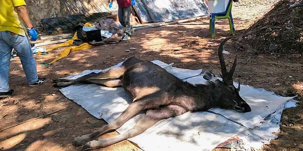 Dead deer found in Thailand with stomach full of plastic waste