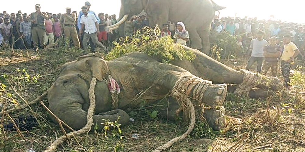 Rogue 'Bin Laden' elephant caught in India after killing 5 people
