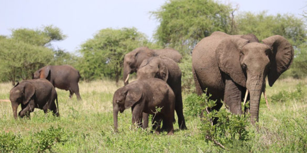 african elephent