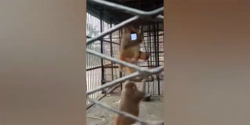 monkey video