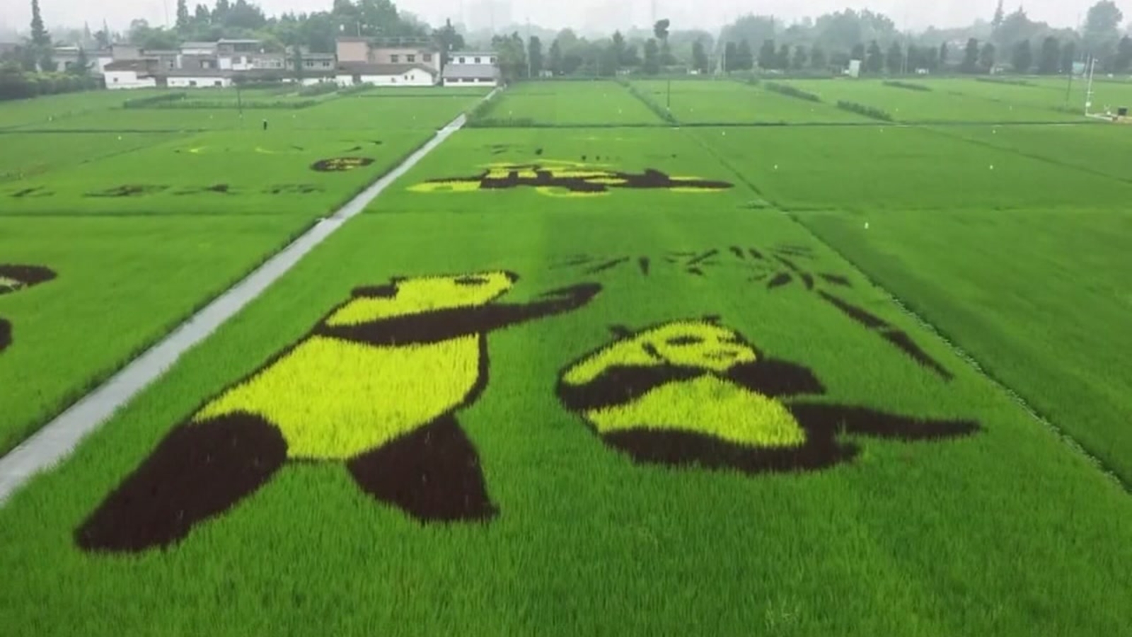 rice-field-art