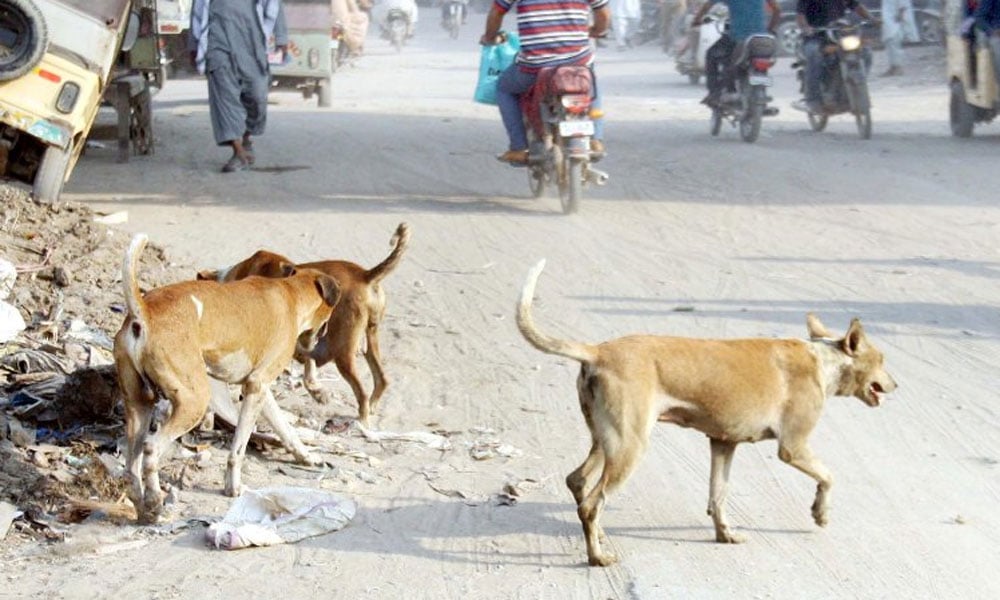 آوارہ کتوں