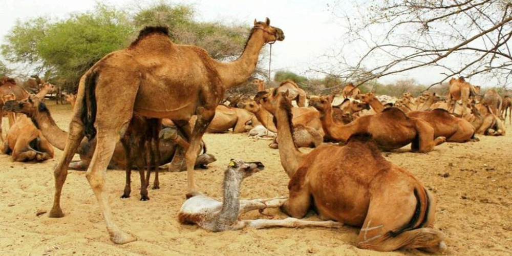 آسٹریلوی حکام