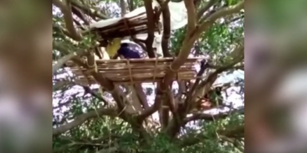 بھارت کے دیہاتی لوگ خود کو درختوں پر آئسولیٹ کرنے لگے