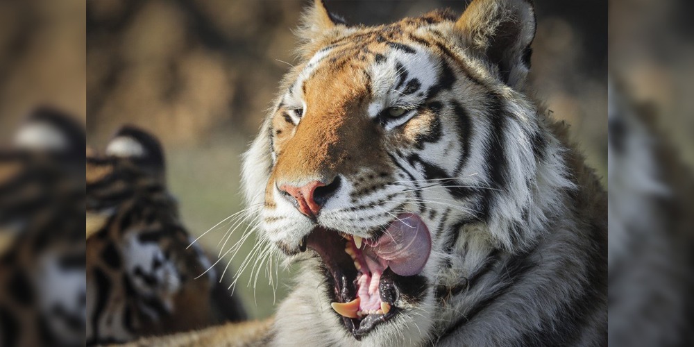 نیویارک کے چڑیا گھر میں موجود ٹائیگر میں کورونا کی تشخیص