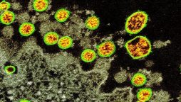 ڈی ایچ او اسلام آباد