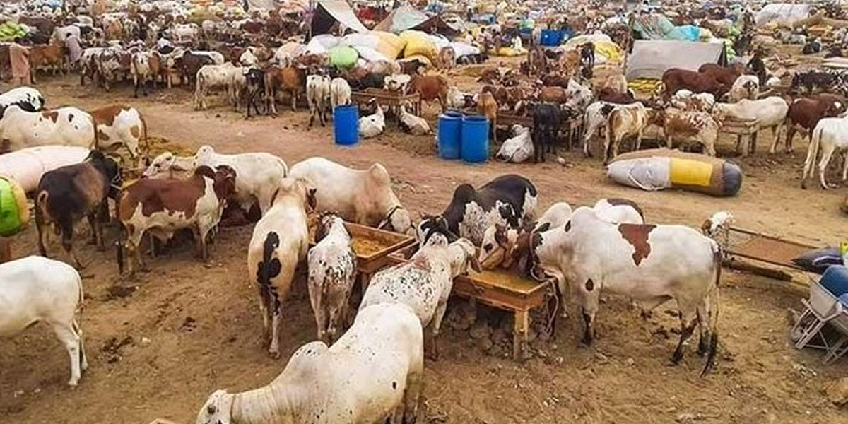 مویش منڈی