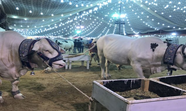 مویشی منڈی