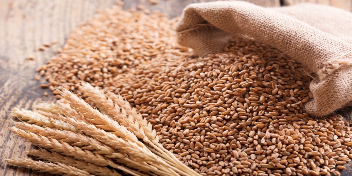 Wheat support price adjusted to be 1650 by federal