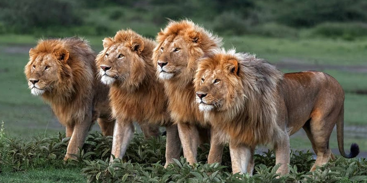 شیر