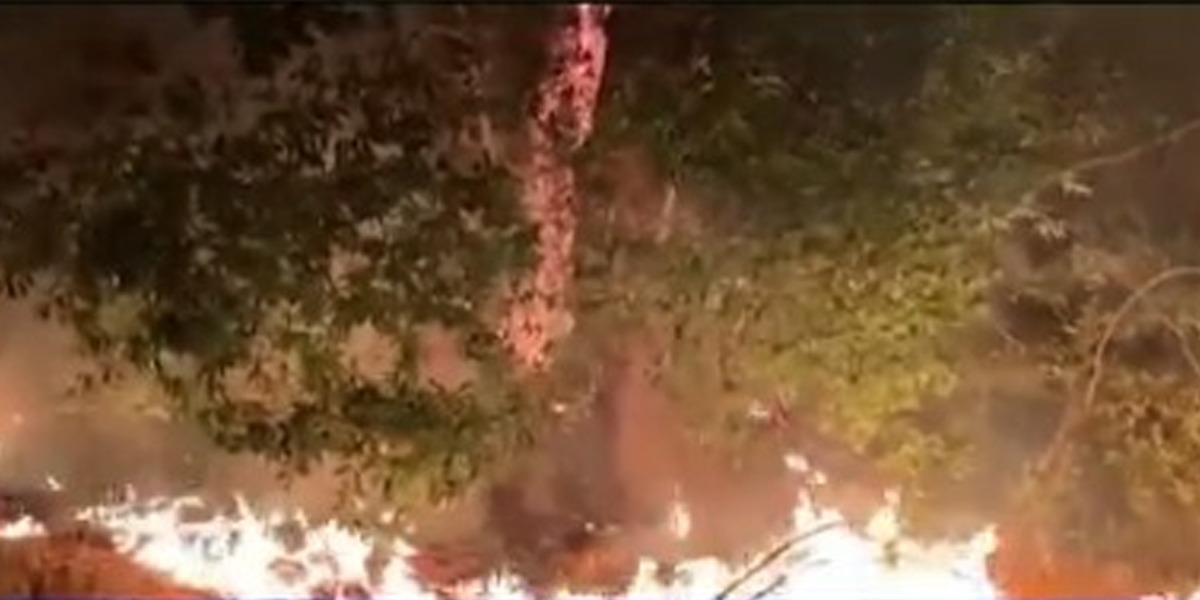 کیلی فورنیا