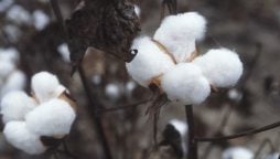 new highly price recorded in past 11 yrs of Cotton