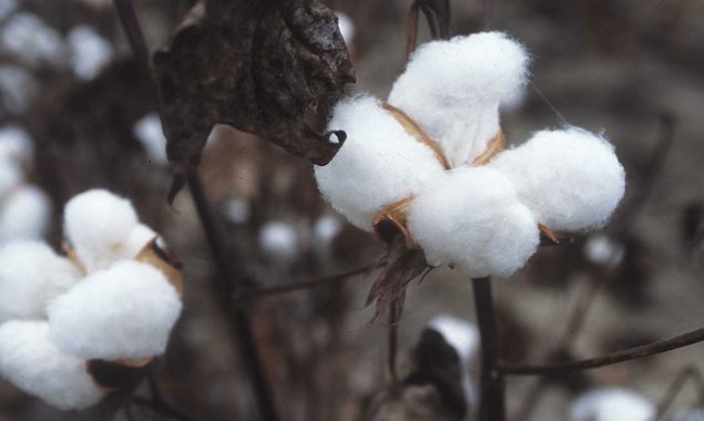 new highly price recorded in past 11 yrs of Cotton