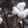 new highly price recorded in past 11 yrs of Cotton