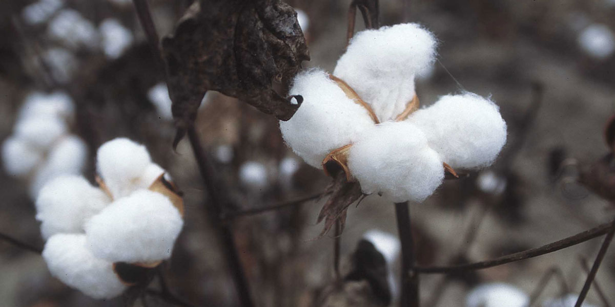 new highly price recorded in past 11 yrs of Cotton