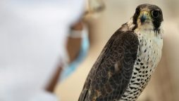 Saudi Falcon Club arranges an auction of Falcons for 15 days