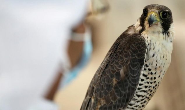 Saudi Falcon Club arranges an auction of Falcons for 15 days