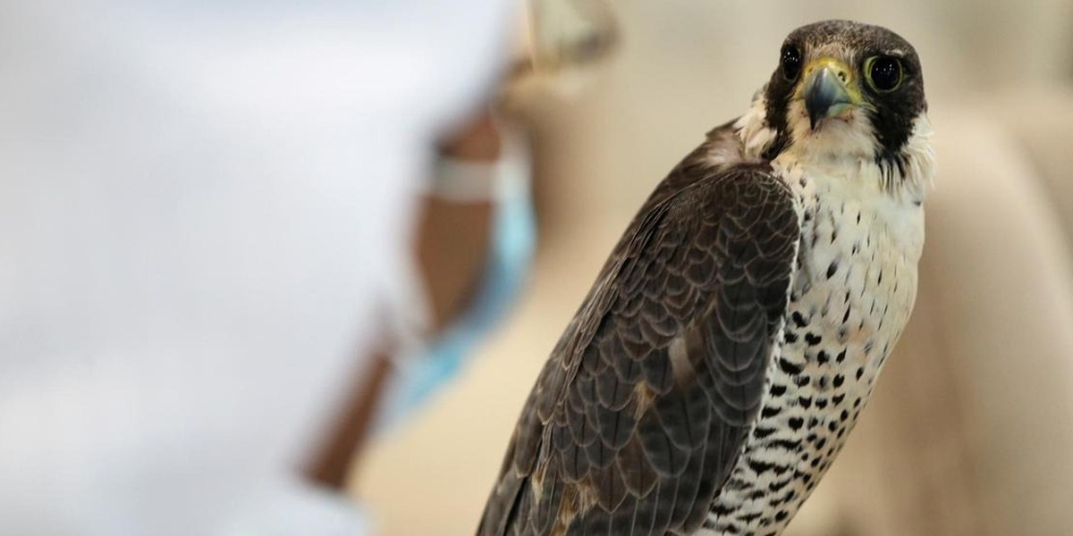 Saudi Falcon Club arranges an auction of Falcons for 15 days