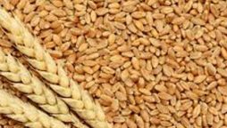 Sindh government regulates new prices of wheat/ flour