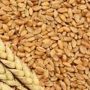 Sindh government regulates new prices of wheat/ flour