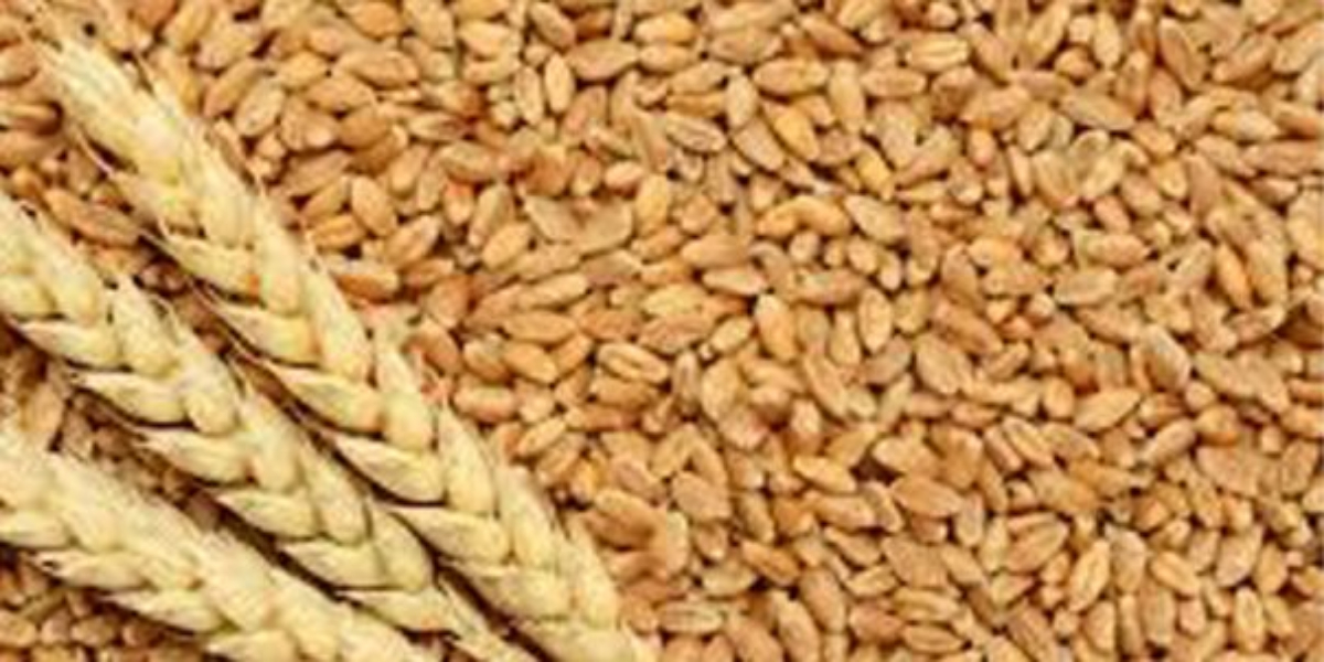 Sindh government regulates new prices of wheat/ flour