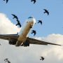 CAA list Peshawar airport in the case of birds hitting with plane