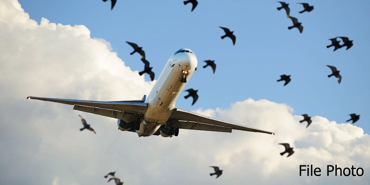 CAA list Peshawar airport in the case of birds hitting with plane
