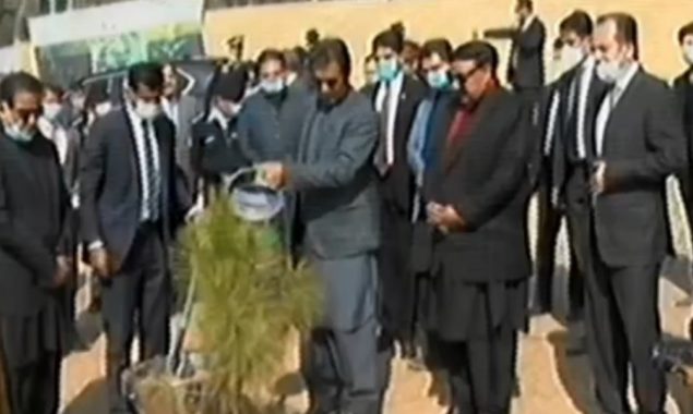 شجرکاری مہم