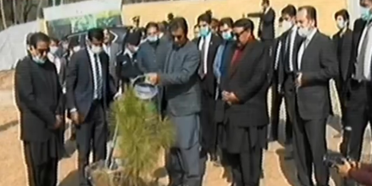 شجرکاری مہم