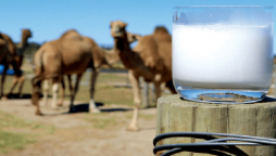 اونٹنی کا دودھ