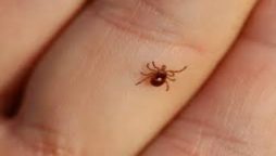 کانگو وائرس