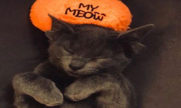 چار کانوں والی بلی