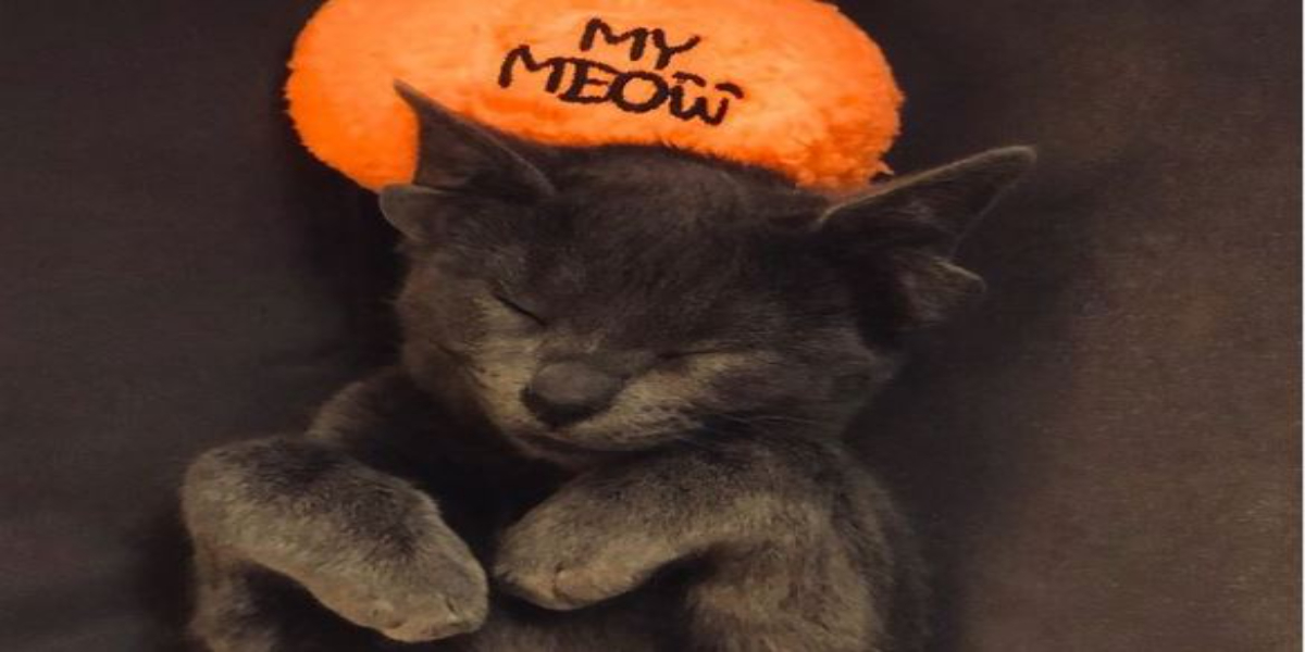 چار کانوں والی بلی